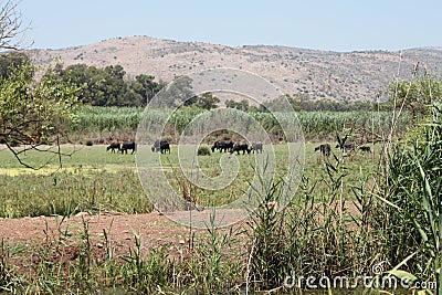 Landscape of Lake Hula Nature Reserve, Israel Stock Photo