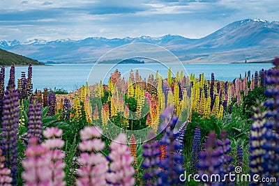 Landscape at Lake Tekapo Lupin Field in New Zealand Stock Photo