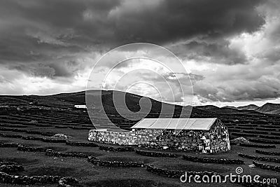 Landscape in Lanzarote black volcanic soil vines Stock Photo