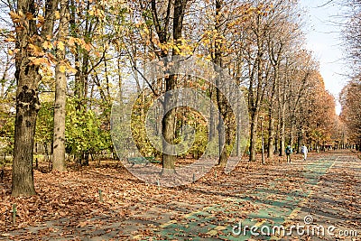 Landscape with large green trees with yellow and orange colored leaves and long walking alley in King Michael I Park (former Editorial Stock Photo