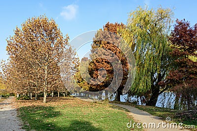 Landscape with large green trees with yellow and orange colored leaves and long walking alley in King Michael I Park (former Stock Photo