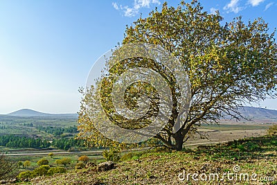 Landscape with a lone tree. The Golan Heights Stock Photo