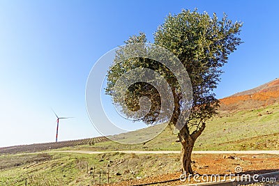 Lone tree, vineyard, and wind turbine. The Golan Heights Stock Photo