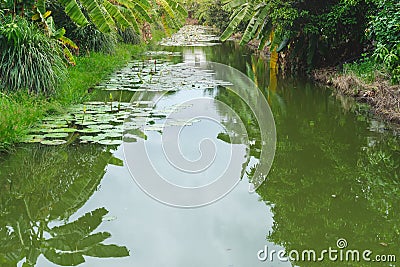 Landscape lotus pond in banana farm Stock Photo