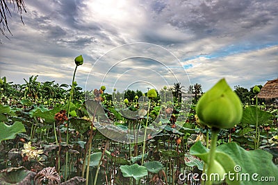 Landscape, lotus pond, green day, cloudy sky, black clouds, rainy season in Asia Stock Photo