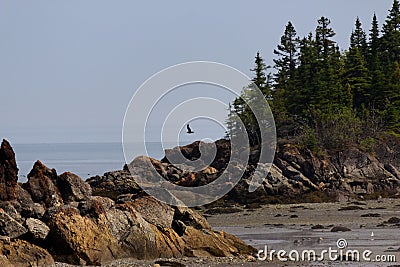 Landscape at low tide with rock, trees and the sea Stock Photo