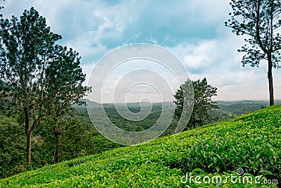 Landscape of lush organic green tea plantation on hills during monsoon season with cloudy sky, tea is major resource of indian Stock Photo