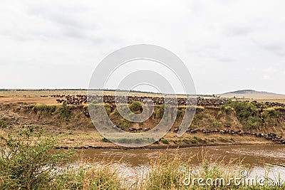 Landscape on the Mara River with large herds of wildebeest. Kenya Stock Photo