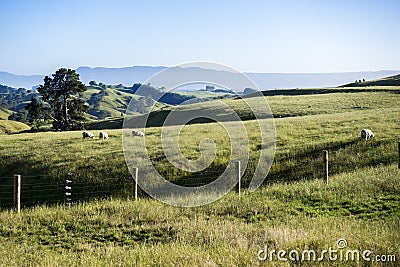 Landscape Matamata Stock Photo