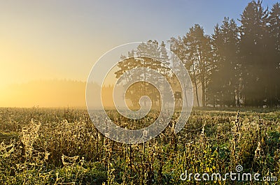 Landscape with meadow covered by cobwebs Stock Photo