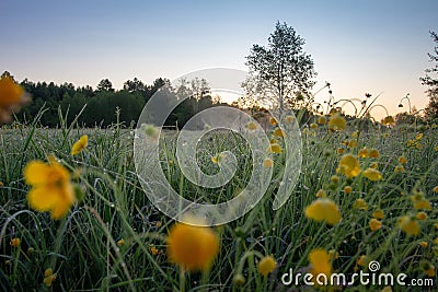 Landscape of meadow near river on sunrise Stock Photo