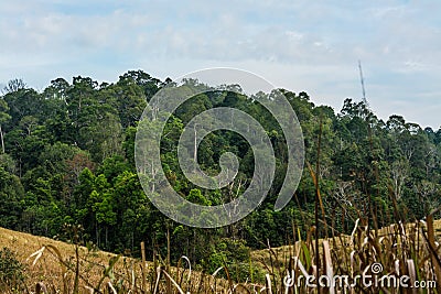 Landscape of Meadow with tree , Khao Yai National Park Thailan Stock Photo