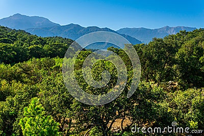 Landscape of mediterranean maquis shrubland in Anatolia Stock Photo