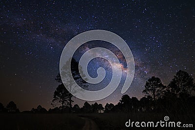 Landscape with milky way galaxy, Night sky with stars and silhouette of pine tree Stock Photo