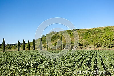 Landscape Montepulciano, Tuscany, Toscana, Italy, Italia Stock Photo