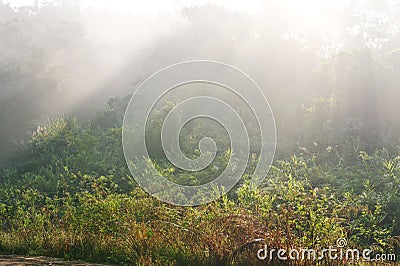 Landscape of morning misty Stock Photo