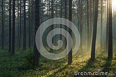 Landscape of the morning pine forest illuminated by the dawn sun Stock Photo