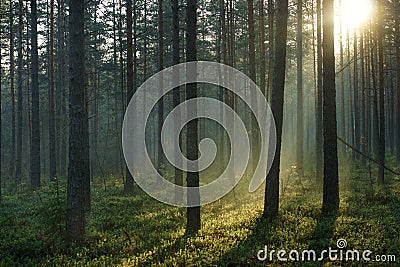 Landscape of the morning pine forest, illuminated by the dawn sun on the right Stock Photo