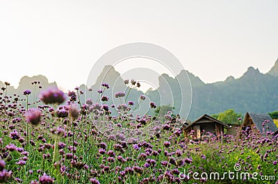 Landscape of mountain and flower field in the morning at Phu Pha Muak homestay in Chiang Dao district, Thailand Stock Photo