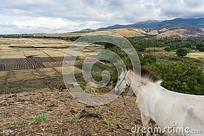 A Landscape of mountain hill with two horses on it, this is a view from a hill in Maumere Flores with the Clouds at the background Stock Photo