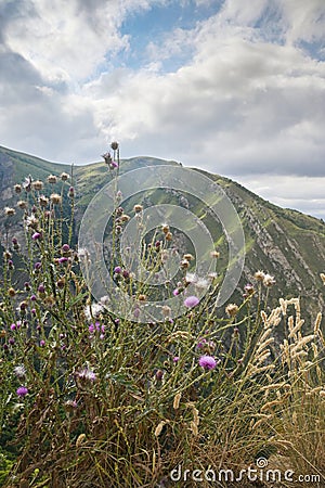 Landscape with mountains and fields with grass, flowers close up on a cloudy summer day Stock Photo