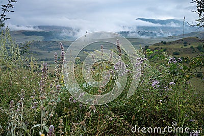 Landscape with mountains and fields with grass, flowers on a cloudy summer day after rain with a haze Stock Photo