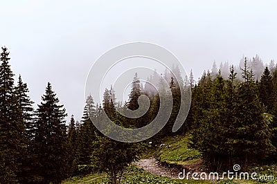 Landscape, mountains and forest background. Stock Photo