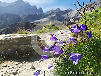 Purple flowers in the mountains Campanula patula or spreading bellflower Stock Photo