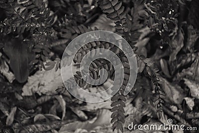 Sepia colours, leaves, little tree, nature details Stock Photo