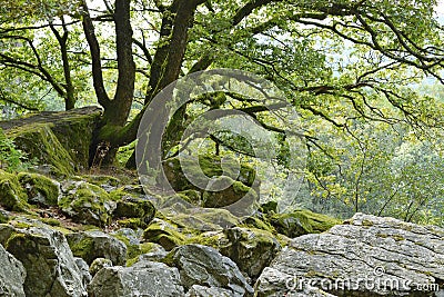 Landscape nature tree stone rock hill Stock Photo