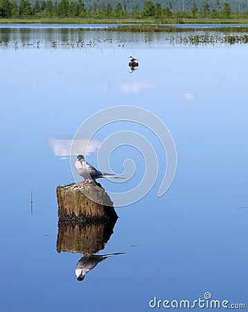 Landscape nature. Two birds sitting on a tree stump sticking out Stock Photo