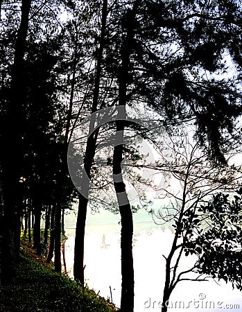 The landscape nature views the lake, and pine trees in the morning in a portrait view Stock Photo