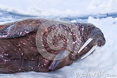 Landscape nature walrus on an ice floe of Spitsbergen Longyearbyen Svalbard arctic winter sunshine day Stock Photo