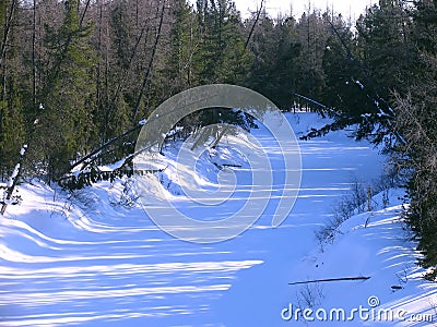 Landscape nature. Winter forest. Cedar trees. Stock Photo