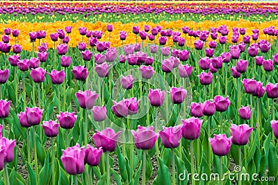 Landscape of Netherlands bouquet of purple and yellow tulips flo Stock Photo