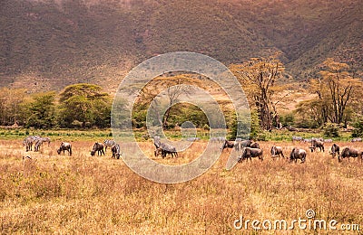 Landscape of Ngorongoro crater - herd of zebra and wildebeests (also known as gnus) grazing on grassland - wild animals at Stock Photo