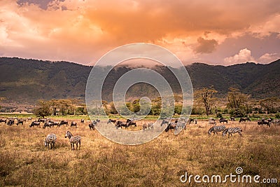 Landscape of Ngorongoro crater - herd of zebra and wildebeests (also known as gnus) grazing on grassland - wild animals at Stock Photo