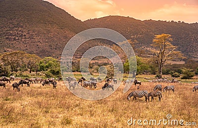 Landscape of Ngorongoro crater - herd of zebra and wildebeests (also known as gnus) grazing on grassland - wild animals at Stock Photo