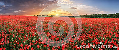 Landscape with nice sunset over poppy field - panorama Stock Photo