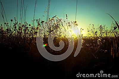 Landscape of Oats and Wild Flowers During Sunset Stock Photo