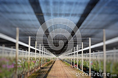 Landscape of orchid nursery farm Stock Photo