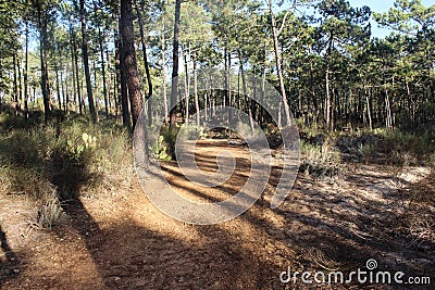 National Park of the Serra de Sao Mamede forest in portugal Stock Photo