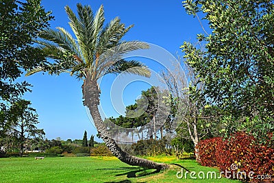 Landscape with palm tree in the public park Ramat Hanadiv, Israel Stock Photo