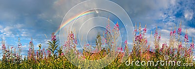 Landscape panorama with flowering meadow and rainbow in sky Stock Photo