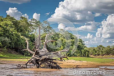 Landscape of Pantanal wetland Stock Photo