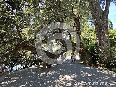 Landscape of the Park and trees on the island of flowers - Flower Island Mainau on the Lake Constance or Die Blumeninsel Editorial Stock Photo