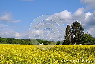 Landscape with a person in a yellow jacket and a dog in fields of blooming rapeseed in Germany Stock Photo