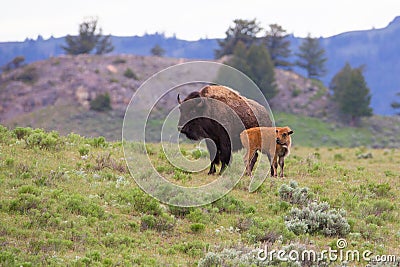 Landscape photo of cow buffalo with newborn Stock Photo