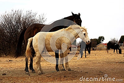 Landscape photo of a dark horse and his unusual, white, dirty demon faced mule friend. Stock Photo