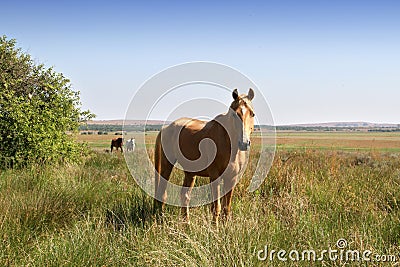 Landscape photo of a golden blond horse on a farm. Stock Photo